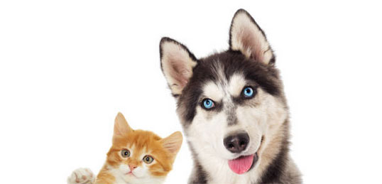 Zwierzęta, pies na promie